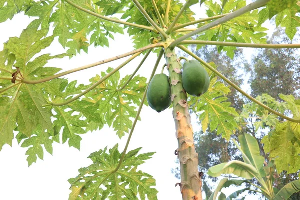 Stock Sain Papaye Verte Crue Sur Arbre Dans Ferme — Photo