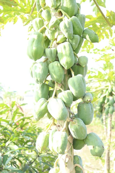 Gezonde Groene Rauwe Papaja Boerderij — Stockfoto