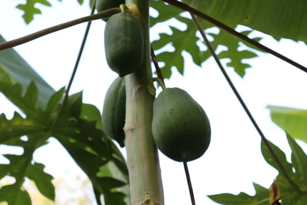 Stock Sain Papaye Verte Crue Sur Arbre Dans Ferme — Photo