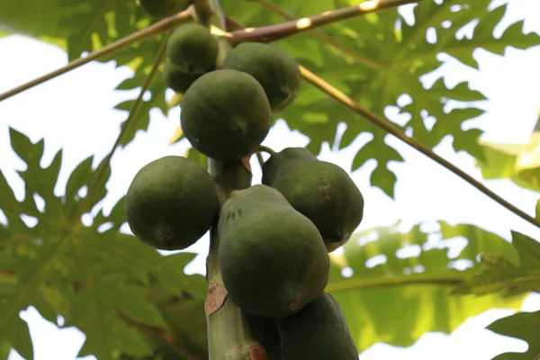 Gezonde Groene Rauwe Papaja Boerderij — Stockfoto