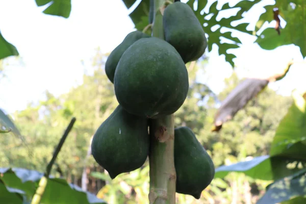 Zdrowe Zielone Surowce Papaja Drzewie Gospodarstwie — Zdjęcie stockowe