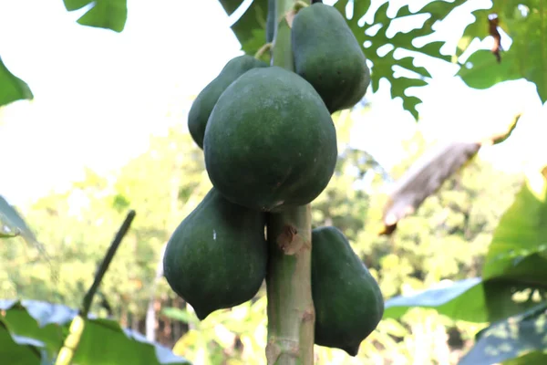 Sunde Grønne Papaya Bestand Træ Gården - Stock-foto