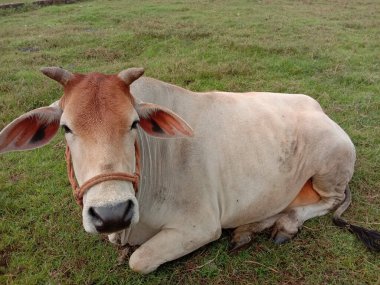 red and white colored cow on farm