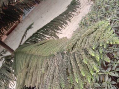 Noel ağacı evdeki esrara yakın çekim