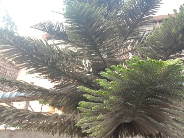 Noel ağacı evdeki esrara yakın çekim