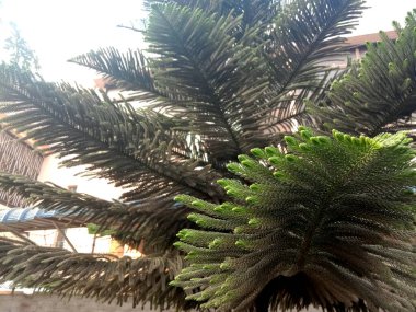 Noel ağacı evdeki esrara yakın çekim