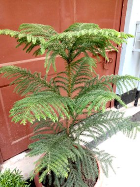 Noel ağacı evdeki esrara yakın çekim