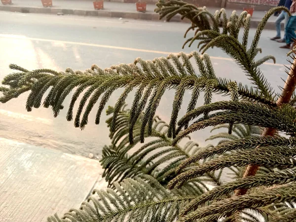 Weihnachtsbaum Nahaufnahme Auf Topf Haus — Stockfoto