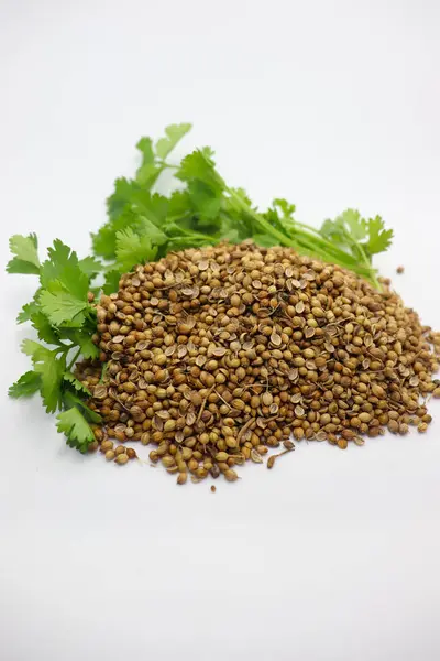 Spicy Healthy Coriander Stock Leaf — Stock Photo, Image