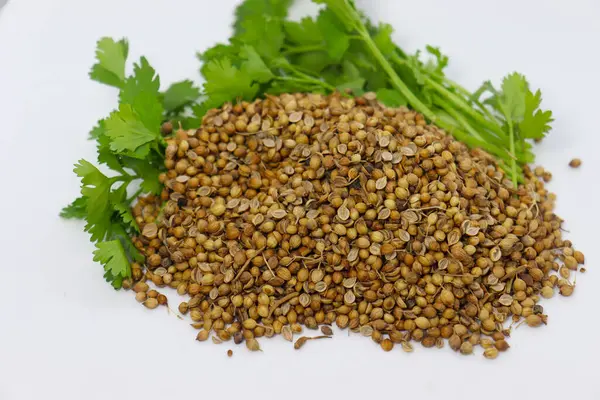 Spicy Healthy Coriander Stock Leaf — Stock Photo, Image