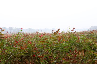 Düğün işleri için kırmızı gül firması.
