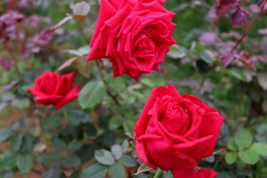 Güzel kırmızı gül sıkıca sarılmış.