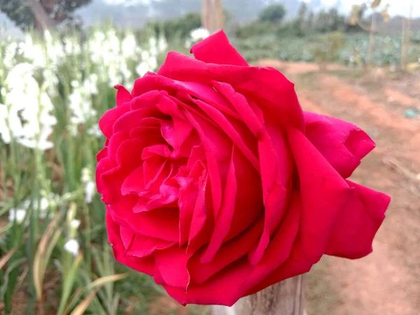 Bonito Vermelho Colorido Rosa Closeup Empresa — Fotografia de Stock