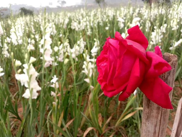 아름다운 장미가 — 스톡 사진