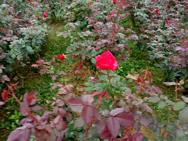Όμορφο Κόκκινο Χρώμα Τριαντάφυλλο Closeup Στην Εταιρεία — Φωτογραφία Αρχείου