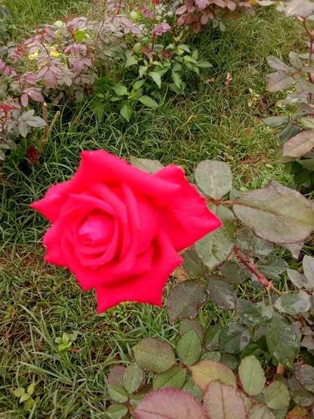 Schöne Rote Rose Nahaufnahme Festen — Stockfoto