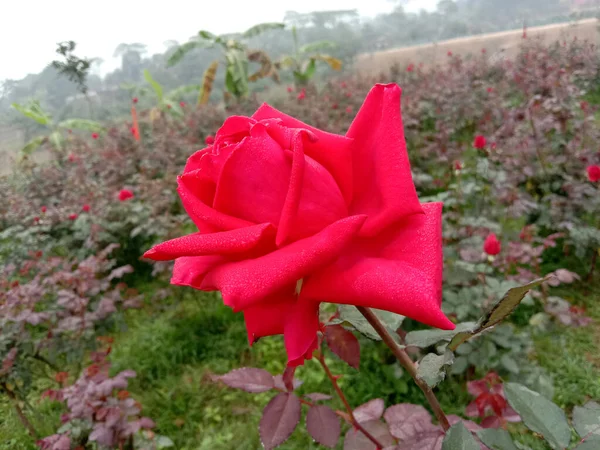 Belle Rose Couleur Rouge Gros Plan Dans Entreprise — Photo