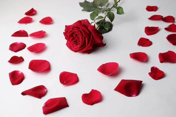 Beautiful Red Colored Rose Closeup Petal — Stock Photo, Image