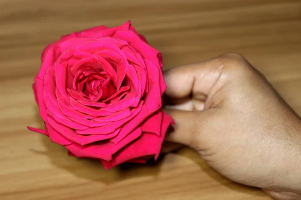Όμορφο Κόκκινο Χρώμα Τριαντάφυλλο Closeup Στο Δάχτυλο — Φωτογραφία Αρχείου