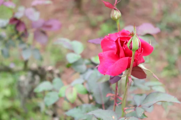 Schöne Rote Rose Nahaufnahme Festen — Stockfoto