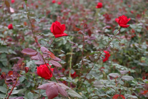 Gyönyörű Piros Színű Rózsa Közelkép Cég — Stock Fotó