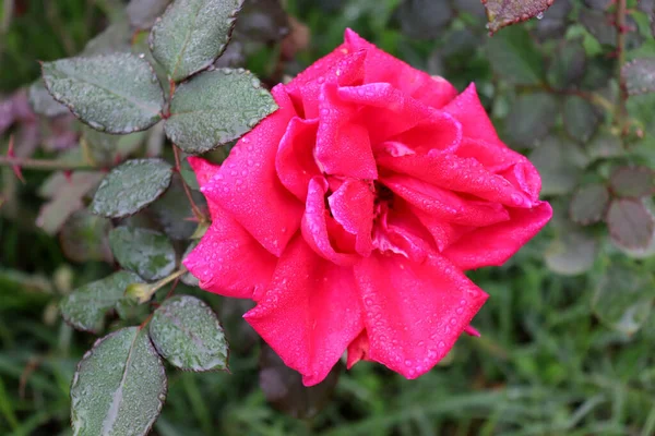 Gyönyörű Piros Színű Rózsa Közelkép Cég — Stock Fotó