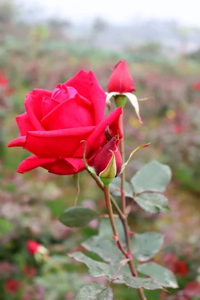 Bonito Vermelho Colorido Rosa Closeup Com Botão — Fotografia de Stock