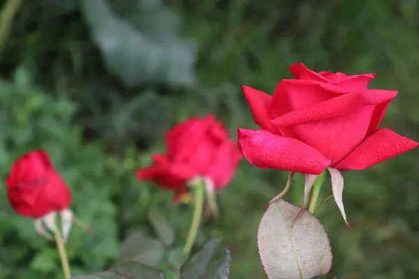 Bonito Vermelho Colorido Rosa Closeup Com Botão — Fotografia de Stock