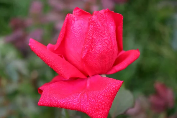 Piękny Czerwony Kolor Róża Zbliżenie Firmie — Zdjęcie stockowe