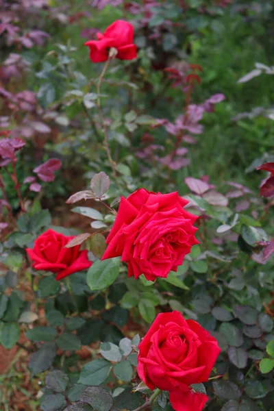 Belle Rose Couleur Rouge Gros Plan Dans Entreprise — Photo