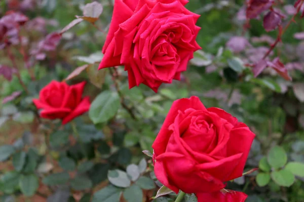 Bella Rosa Colore Rosso Primo Piano Azienda — Foto Stock