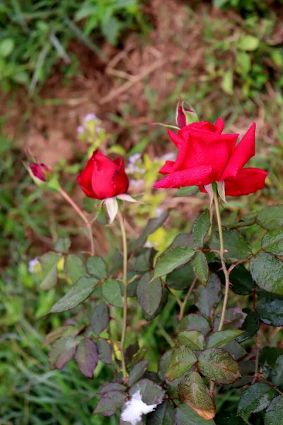 美丽的红色玫瑰特写特写 — 图库照片