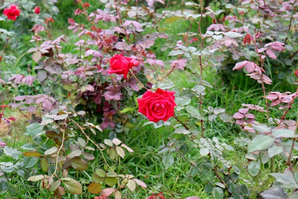 Empresa Rosa Vermelha Para Negócio Casamento — Fotografia de Stock