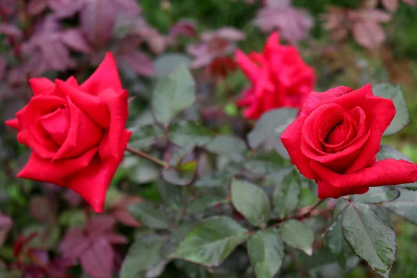 Belle Rose Couleur Rouge Gros Plan Dans Entreprise — Photo