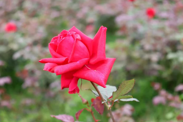Belle Rose Couleur Rouge Gros Plan Dans Entreprise — Photo