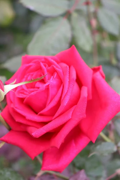 Όμορφο Κόκκινο Χρώμα Τριαντάφυλλο Closeup Στην Εταιρεία — Φωτογραφία Αρχείου
