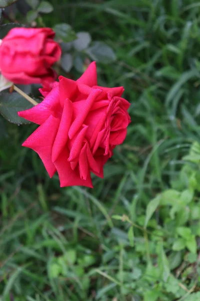 Kaunis Punainen Värillinen Ruusu Lähikuva Yritys — kuvapankkivalokuva