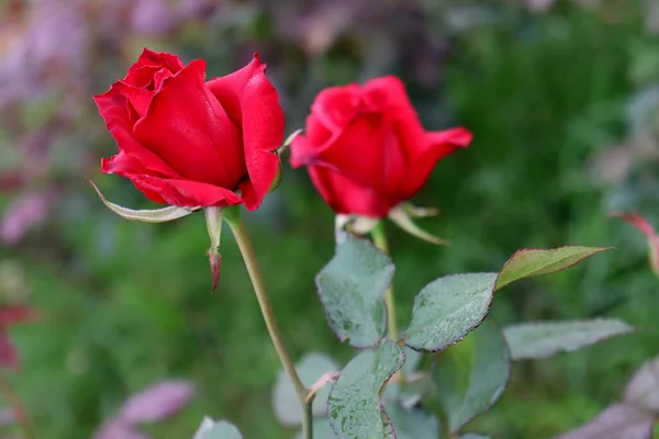 Piękny Czerwony Kolor Róża Zbliżenie Firmie — Zdjęcie stockowe