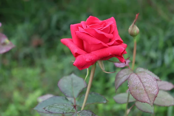 Kaunis Punainen Värillinen Ruusu Lähikuva Yritys — kuvapankkivalokuva