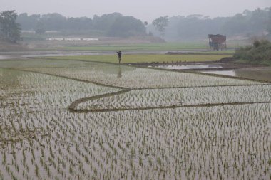 Doğayla iç içe güzel sulak alanlar.