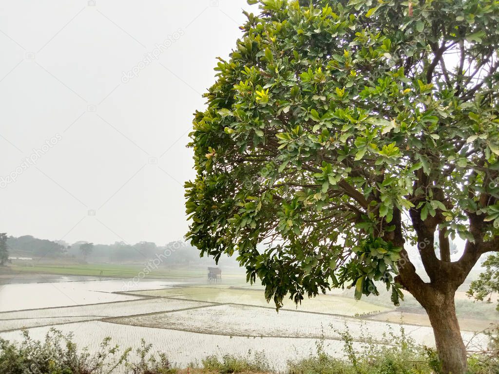 beautiful wetlands with tree in morning