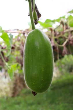 Şişe koruyucusu ağaçta sıkıca duruyor.