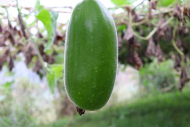 Şişe koruyucusu ağaçta sıkıca duruyor.