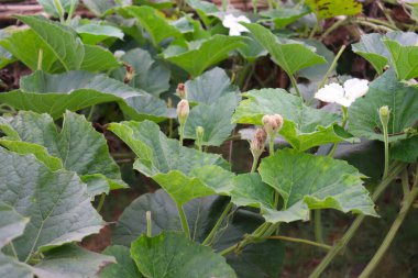 Sağlıklı ve taze şişe koruma yaprağı çiftliğe yakın.