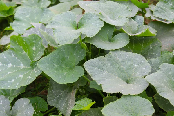 Healthy Fresh Bottle Guard Leaf Closeup Farm — Stock Photo, Image