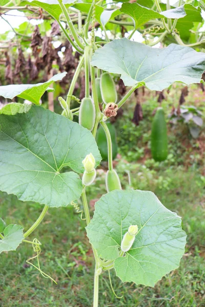 Gesunde Und Frische Flaschensicherungsblätter Auf Dem Bauernhof — Stockfoto