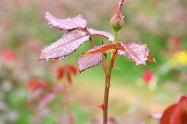 Dikenli, kırmızı gül yapraklı, tomurcuklu.