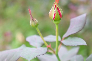Dikenli ve yapraklı gül, tomurcuklu.