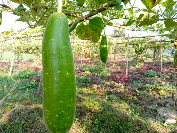 Bottiglia Gourd Primo Piano Con Foglia Ferma — Foto Stock