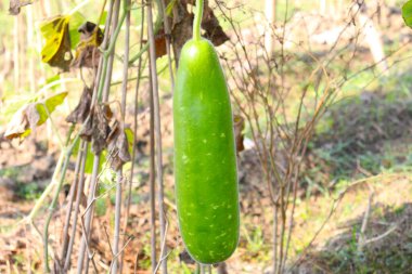Yapraklı Şişe Kabağı Kapanışı